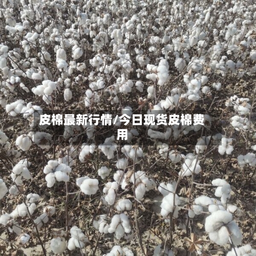 皮棉最新行情/今日现货皮棉费用