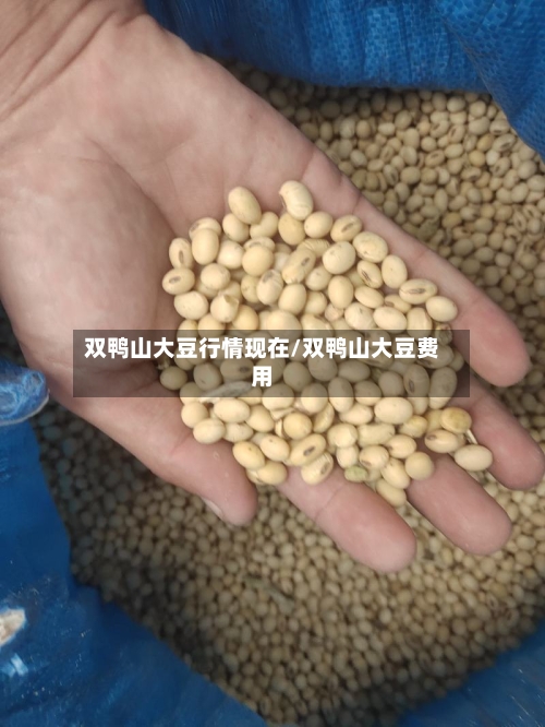 双鸭山大豆行情现在/双鸭山大豆费用