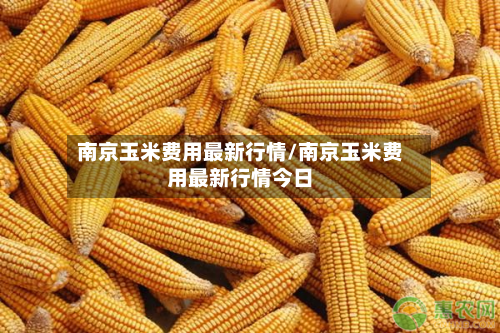 南京玉米费用最新行情/南京玉米费用最新行情今日