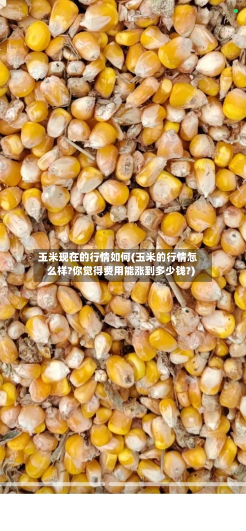 玉米现在的行情如何(玉米的行情怎么样?你觉得费用能涨到多少钱?)