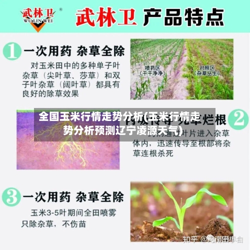 全国玉米行情走势分析(玉米行情走势分析预测辽宁凌源天气)