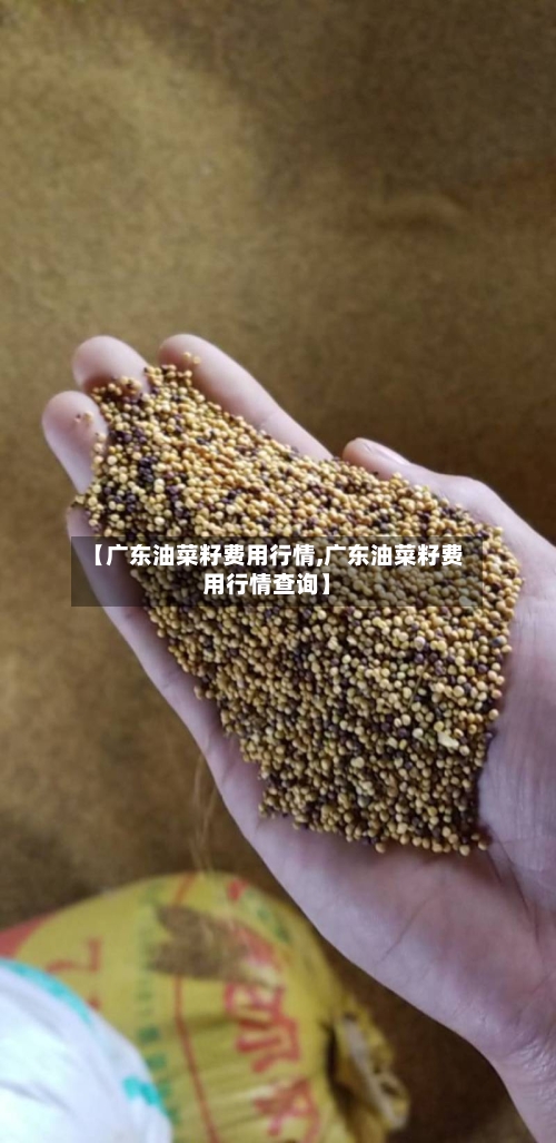 【广东油菜籽费用行情,广东油菜籽费用行情查询】