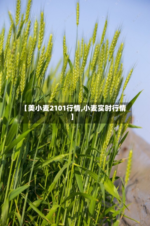 【美小麦2101行情,小麦实时行情】-第2张图片