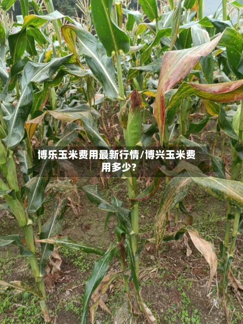 博乐玉米费用最新行情/博兴玉米费用多少?