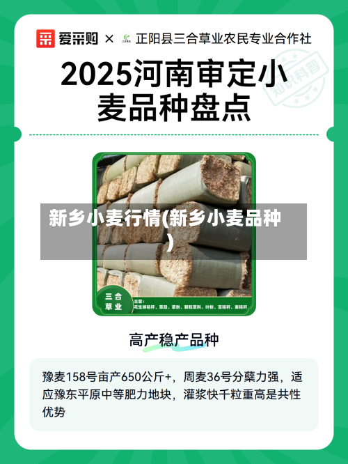新乡小麦行情(新乡小麦品种)