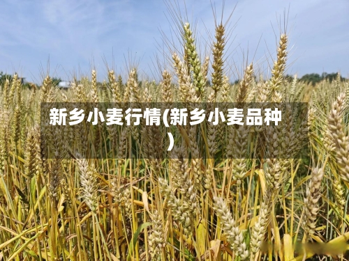 新乡小麦行情(新乡小麦品种)-第2张图片