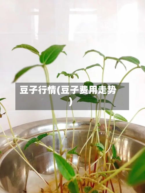 豆子行情(豆子费用走势)-第2张图片