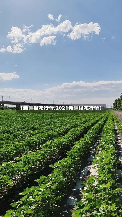 【新疆棉花行情,2021新疆棉花行情】