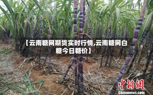【云南糖网期货实时行情,云南糖网白糖今日糖价】