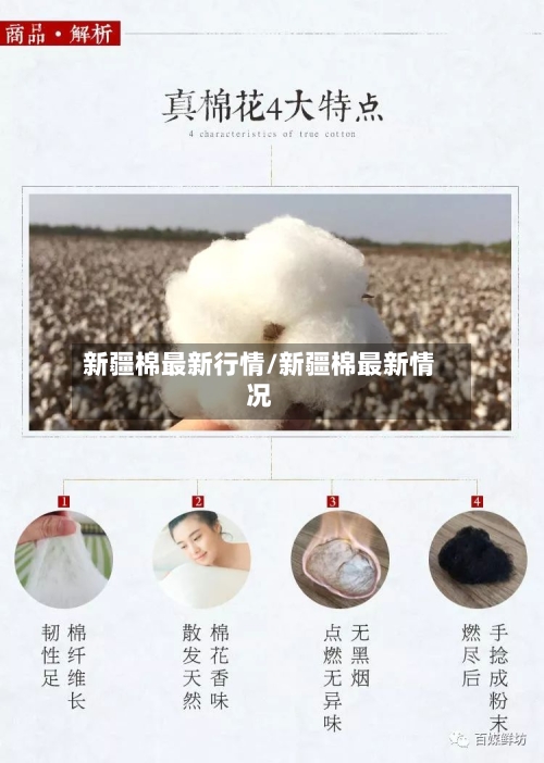 新疆棉最新行情/新疆棉最新情况