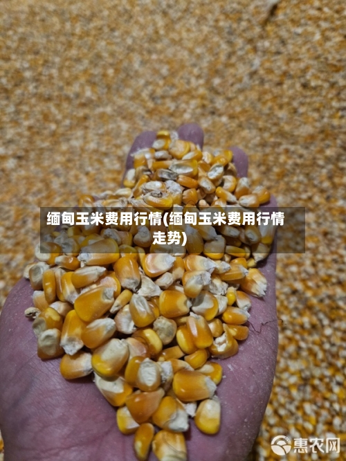 缅甸玉米费用行情(缅甸玉米费用行情走势)