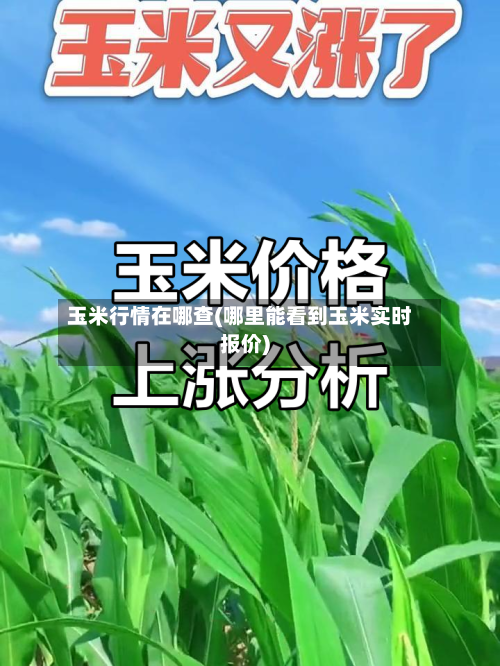 玉米行情在哪查(哪里能看到玉米实时报价)-第3张图片