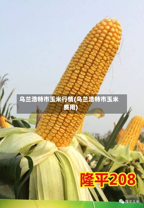 乌兰浩特市玉米行情(乌兰浩特市玉米费用)