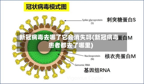 新冠病毒去哪了它会消失吗(新冠病毒患者都去了哪里)-第3张图片