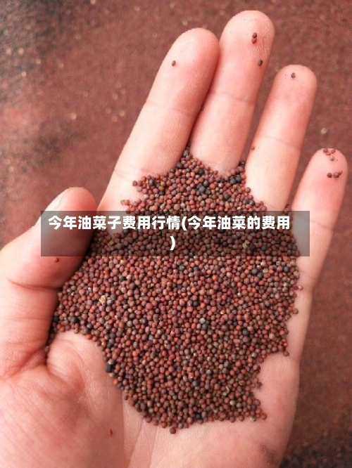 今年油菜子费用行情(今年油菜的费用)