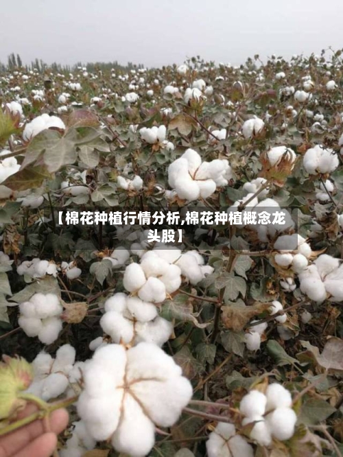 【棉花种植行情分析,棉花种植概念龙头股】