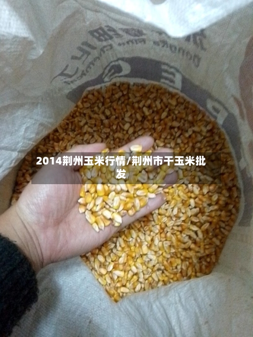 2014荆州玉米行情/荆州市干玉米批发