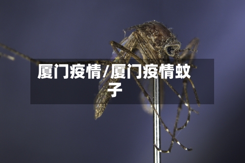 厦门疫情/厦门疫情蚊子-第3张图片