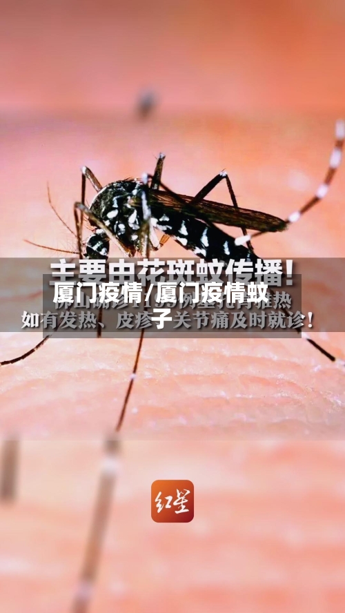 厦门疫情/厦门疫情蚊子-第2张图片