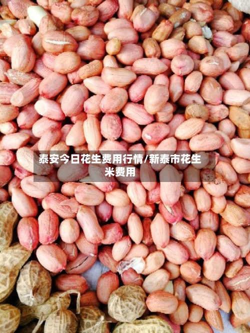 泰安今日花生费用行情/新泰市花生米费用