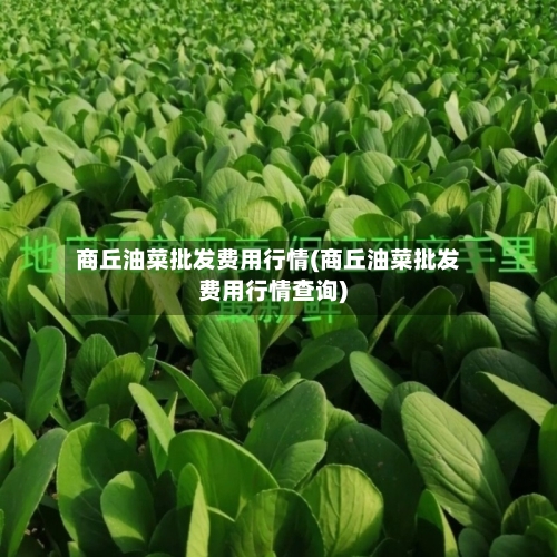商丘油菜批发费用行情(商丘油菜批发费用行情查询)