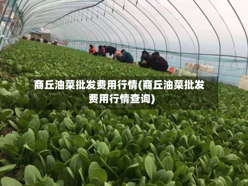 商丘油菜批发费用行情(商丘油菜批发费用行情查询)-第2张图片