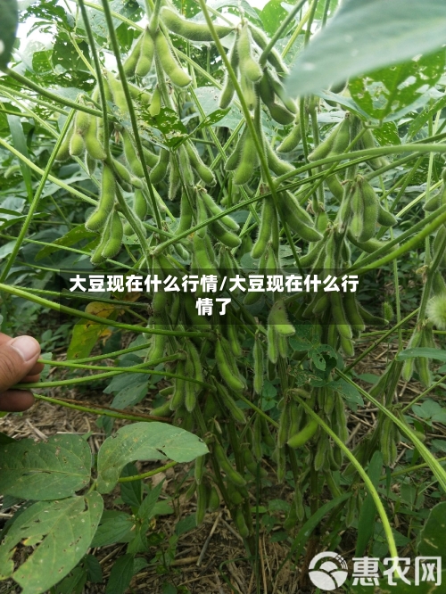 大豆现在什么行情/大豆现在什么行情了