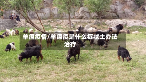 羊瘟疫情/羊瘟疫是什么症状土办法治疗-第2张图片