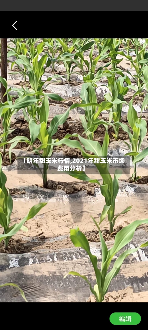【明年甜玉米行情,2021年甜玉米市场费用分析】-第2张图片