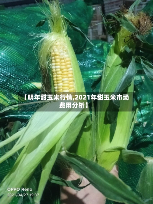 【明年甜玉米行情,2021年甜玉米市场费用分析】