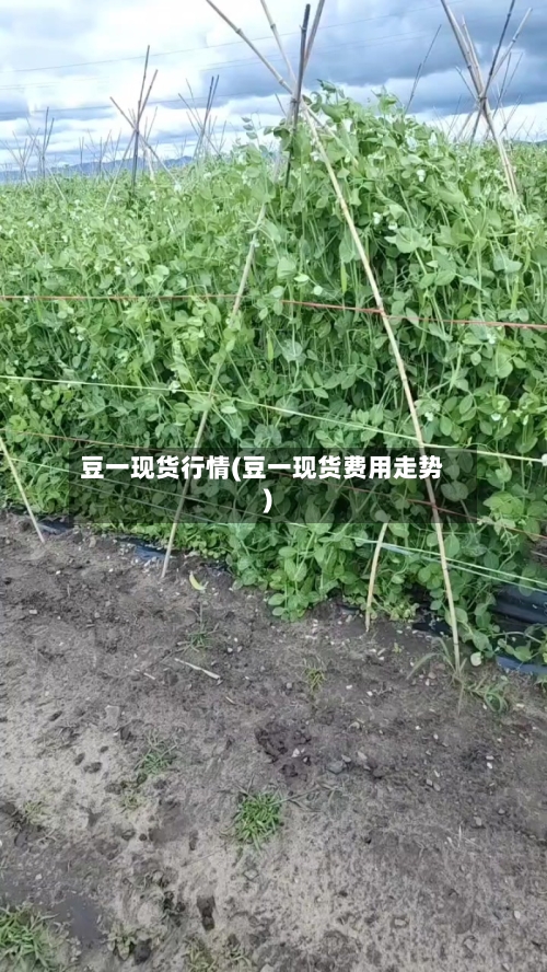 豆一现货行情(豆一现货费用走势)