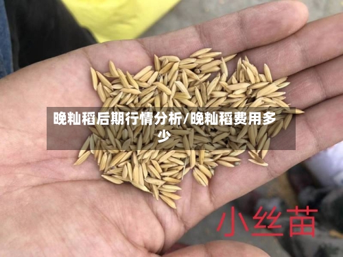 晚籼稻后期行情分析/晚籼稻费用多少