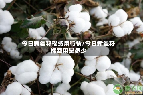 今日新疆籽棉费用行情/今日新疆籽棉费用是多少-第3张图片