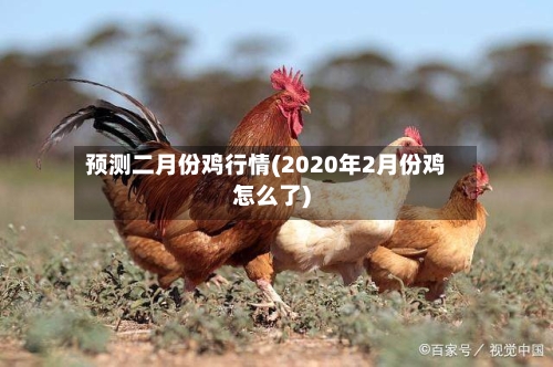 预测二月份鸡行情(2020年2月份鸡怎么了)-第3张图片
