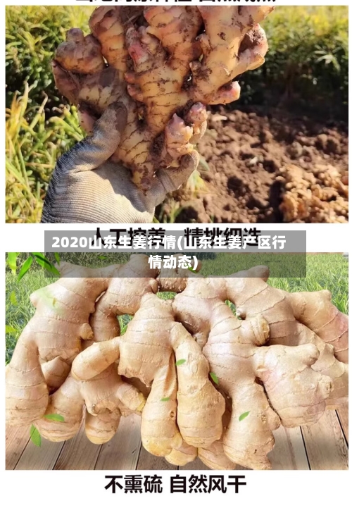 2020山东生姜行情(山东生姜产区行情动态)-第2张图片
