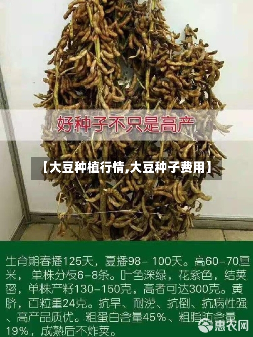 【大豆种植行情,大豆种子费用】