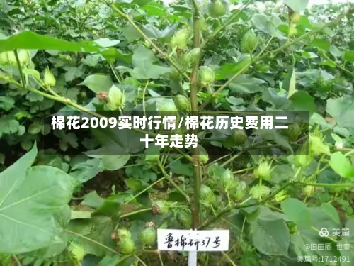 棉花2009实时行情/棉花历史费用二十年走势-第3张图片