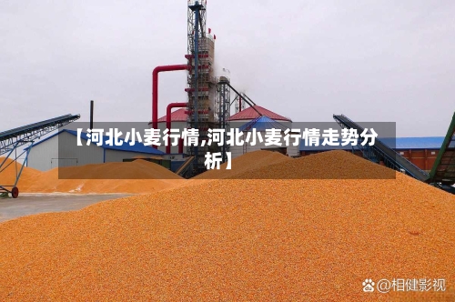 【河北小麦行情,河北小麦行情走势分析】
