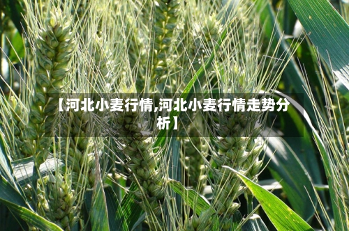 【河北小麦行情,河北小麦行情走势分析】-第2张图片