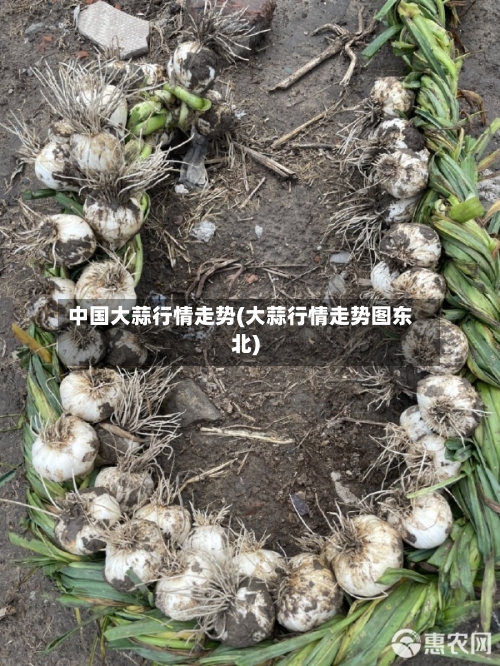 中国大蒜行情走势(大蒜行情走势图东北)-第3张图片