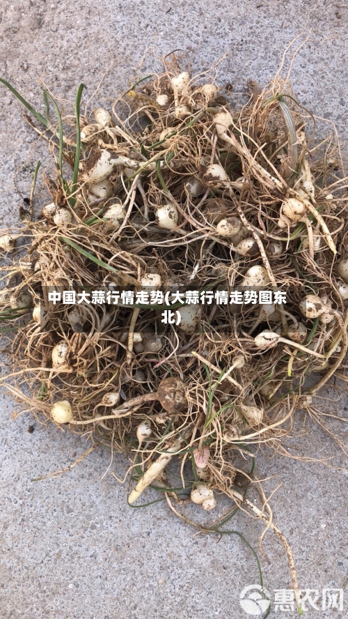 中国大蒜行情走势(大蒜行情走势图东北)-第2张图片