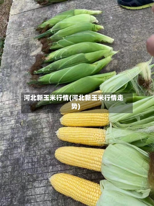 河北新玉米行情(河北新玉米行情走势)