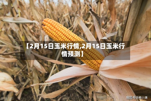 【2月15日玉米行情,2月15日玉米行情预测】