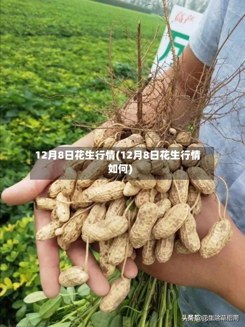 12月8日花生行情(12月8日花生行情如何)-第2张图片