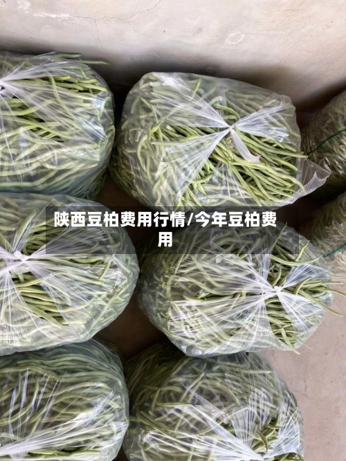 陕西豆柏费用行情/今年豆柏费用