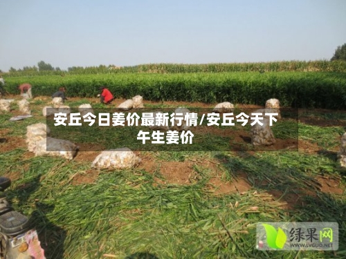 安丘今日姜价最新行情/安丘今天下午生姜价