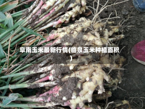阜南玉米最新行情(临泉玉米种植面积)